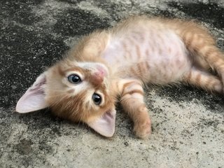 Mini Collar Boy - Domestic Short Hair Cat