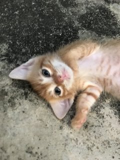 Mini Collar Boy - Domestic Short Hair Cat