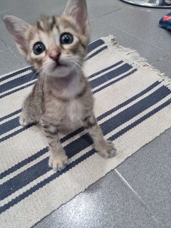 Lao San(Third Baby) - Domestic Short Hair Cat