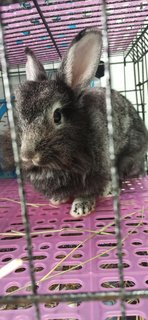 Oreo - Netherland Dwarf Rabbit