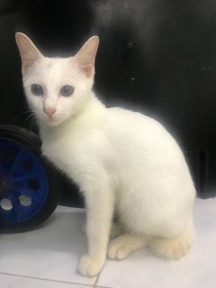 Elsa And Puma (Pure White Siblings) - Domestic Short Hair Cat