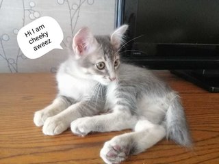 Aweez - Domestic Short Hair Cat