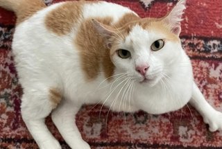 Wilmette  - Domestic Short Hair Cat