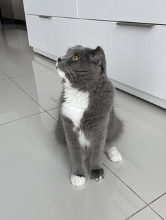 Oreo - Scottish Fold Cat