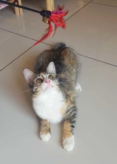 Flora - Domestic Medium Hair Cat