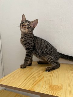Ali - Domestic Short Hair Cat