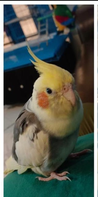 Baby Konda - Cockatiel Bird