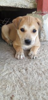 1month Old Female Puppies  - Mixed Breed Dog
