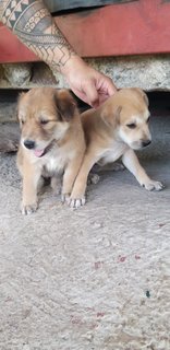 1month Old Female Puppies  - Mixed Breed Dog