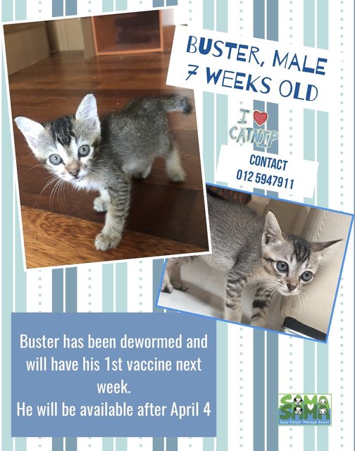 Buster Adopted - Domestic Short Hair Cat