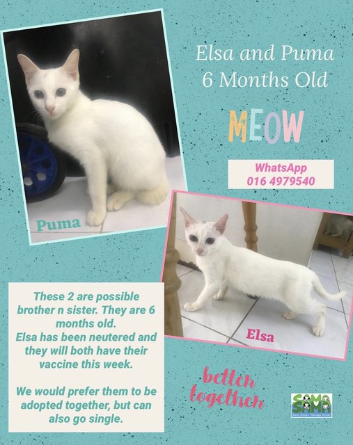 Elsa And Puma - Domestic Short Hair Cat