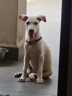 Lulu - Mixed Breed Dog