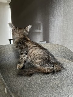 Miss Floof💛 - Domestic Long Hair Cat