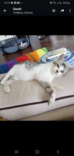 Callie - Domestic Short Hair Cat
