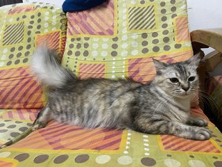 Roro,zoro,tommy,nana - Domestic Long Hair Cat