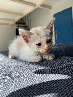 Little Miss Ttdi - Domestic Medium Hair Cat