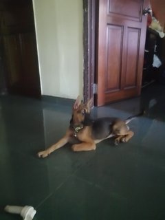 Charvi @mahalaxmi - Mixed Breed Dog