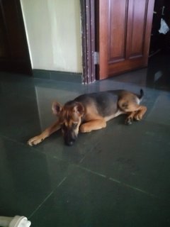 Charvi @mahalaxmi - Mixed Breed Dog