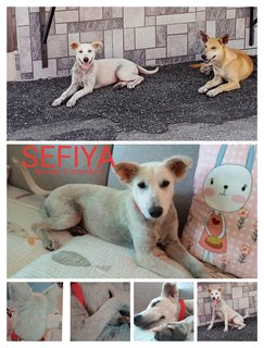 Sefiya - Mixed Breed Dog
