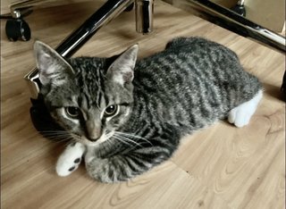 Mici - British Shorthair + Ragdoll Cat