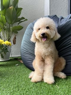 Oliver - Poodle Dog