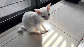 Blue💗 - Domestic Short Hair Cat