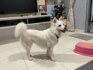 Xiao Bai - Mixed Breed Dog