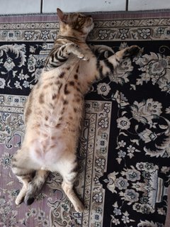Mao Mao - Domestic Short Hair Cat
