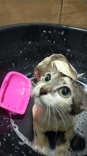 Summer - Domestic Short Hair Cat
