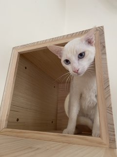 Fudgie - Domestic Short Hair Cat