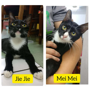 Jie Jie & Mei Mei - Domestic Short Hair Cat