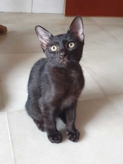 Three-in-one Kopi O - Domestic Short Hair Cat