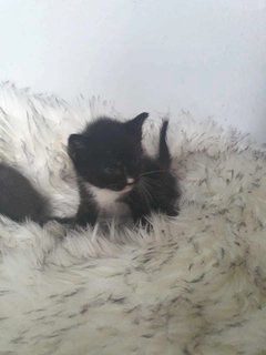 Oreo - British Shorthair + Ragdoll Cat