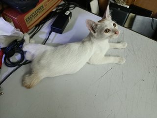 White - Domestic Short Hair Cat