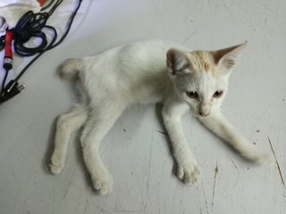 White - Domestic Short Hair Cat