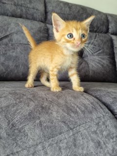 Kitten 4 - Tabby + Calico Cat