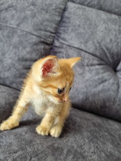 Kitten 4 - Tabby + Calico Cat