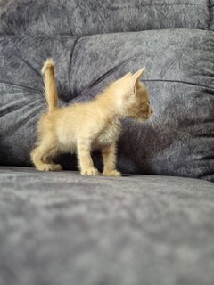 Kitten 5 - Tabby + Calico Cat