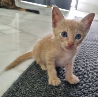 Kitten 5 - Tabby + Calico Cat