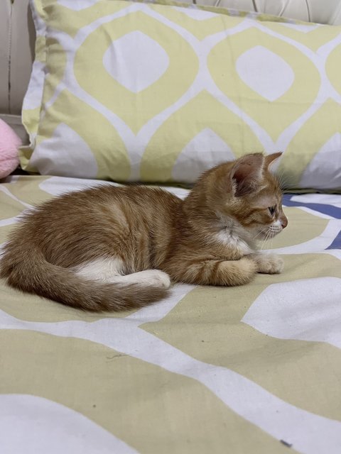 Mike - Domestic Short Hair Cat