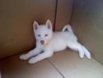 Sam - Siberian Husky Dog