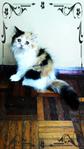 Ravena Moontiara - Domestic Long Hair Cat