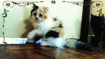 Ravena Moontiara - Domestic Long Hair Cat