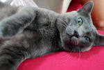Lord Fatty @ Velvet - Russian Blue + Tabby Cat