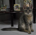 Sir Bailey @ Abu - Tabby Cat