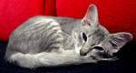 Sir Bailey @ Abu - Tabby Cat