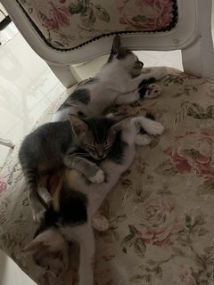 Grey, Spotty & Calico - Domestic Medium Hair Cat