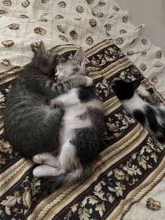 Grey, Spotty & Calico - Domestic Medium Hair Cat