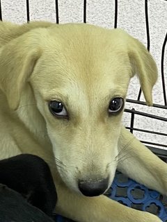 Brown Brown - Labrador Retriever Mix Dog