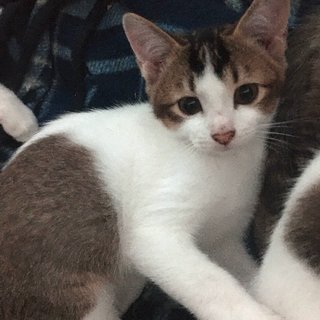 5 Kittens  - Domestic Short Hair + Tabby Cat